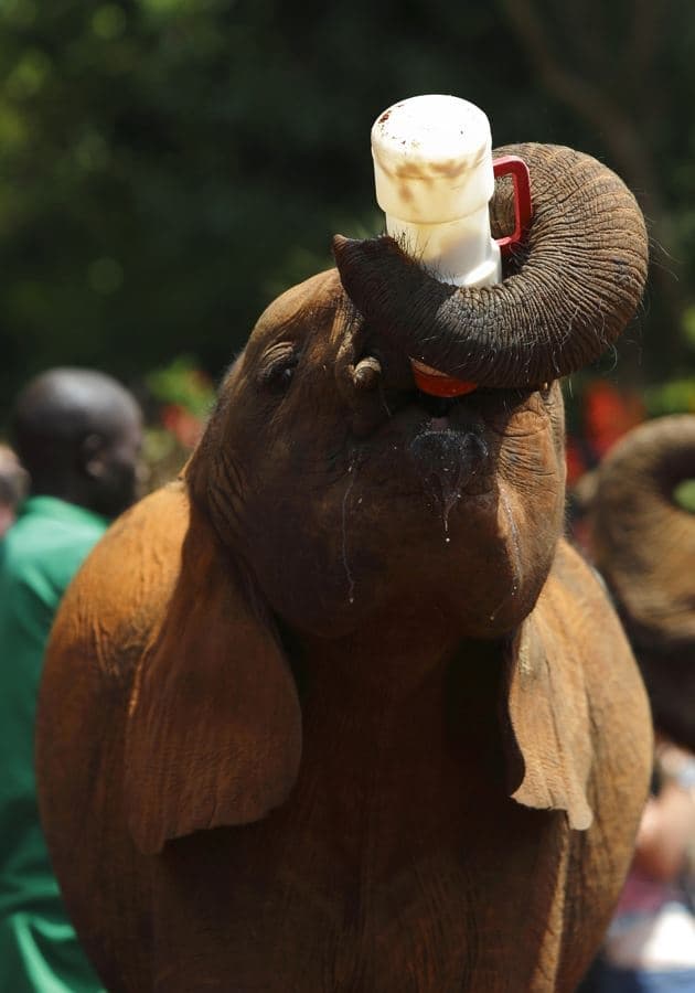 Elephant Nursery + Giraffe Centre Day