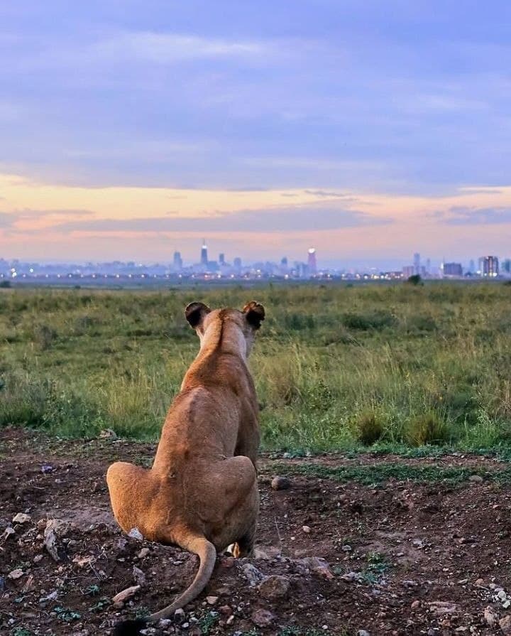 Nairobi Wildlife Circuit Full Day